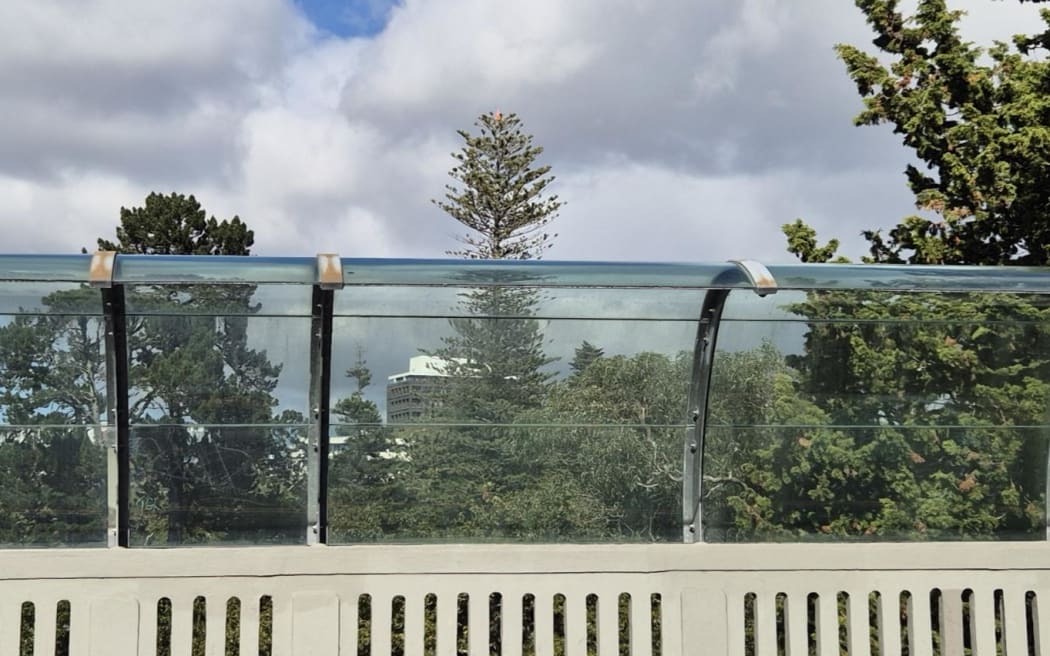 The 'coned' tree is visible from Grafton Bridge.