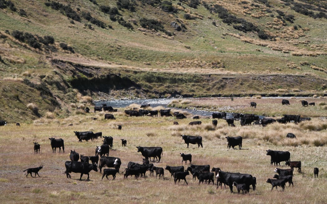 Beef cattle on Molesworth Station