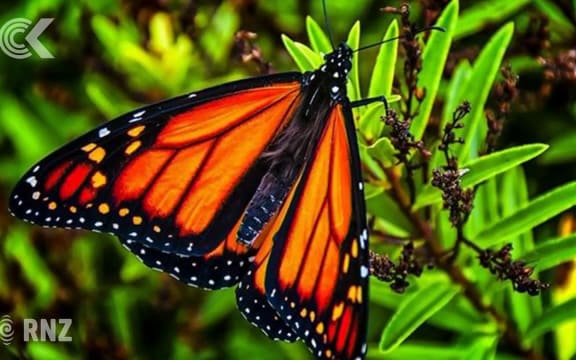 The NZ woman who fixes butterfly wings