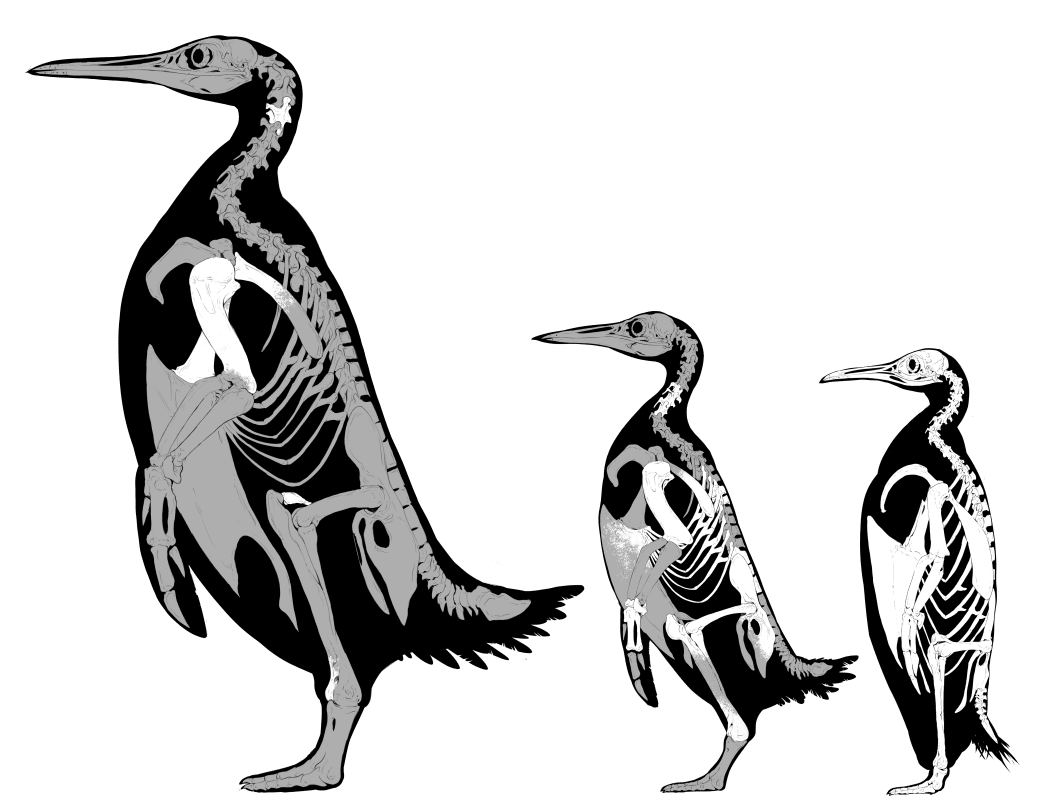 An illustration depicting three penguins seen side-on, showing the outline of their bodies and the skeletal structure inside. The leftmost penguin is a giant extinct species that is substantially larger than the other two; the middle penguin is also an extinct species but only slightly larger than the rightmost penguin, which is the largest living species, the emperor penguin.