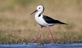 Pied stilt.