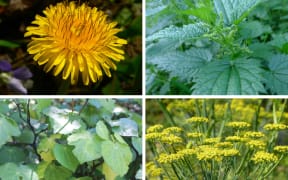 A composite image of dandelion, nettle, kawakawa and fennel.