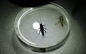 Maungatua stonefly