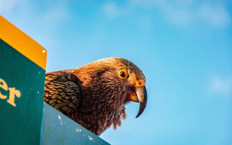 Kea population booms in Aoraki | RNZ