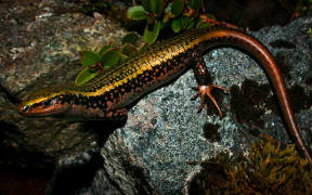 Sinbad skink