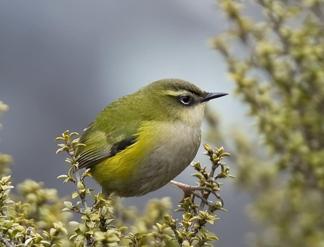 Male rock wren, at Homer Tunnel.