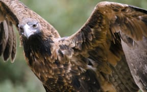 A wedge-tailed eagle.