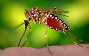 Image shows a female Aedes aegypti mosquito completing the activity of obtaining a blood-meal from a human host.