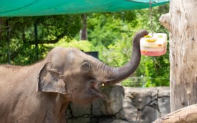Elephant Burma at Auckland Zoo.