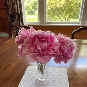 Peony flowers in full bloom.
