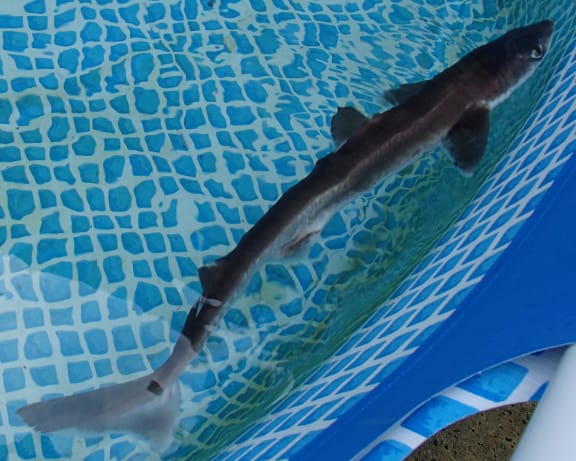 A long skinny spiny dogfish