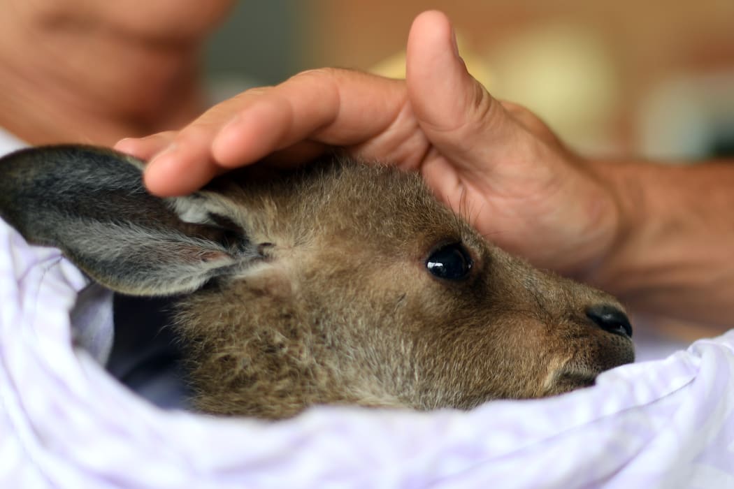 A rescued kangaroo with a volunteer of wildlife rescue group WIRES, who are working to save and rehabilitate animals from the months-long bushfire disaster, on the outskirts of Sydney. (Picture taken on January 9, 2020)