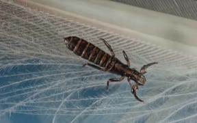 The Feather Louse