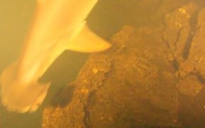 Hammerhead shark captured swimming in hot volcanic waters in Solomon Islands