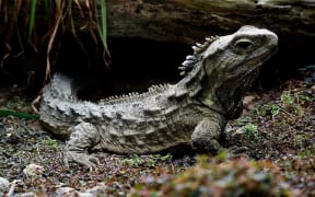New Zealand tuatara.