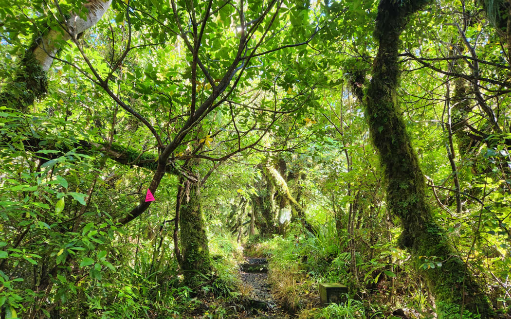 A track on the lower slopes of Mt Taranaki