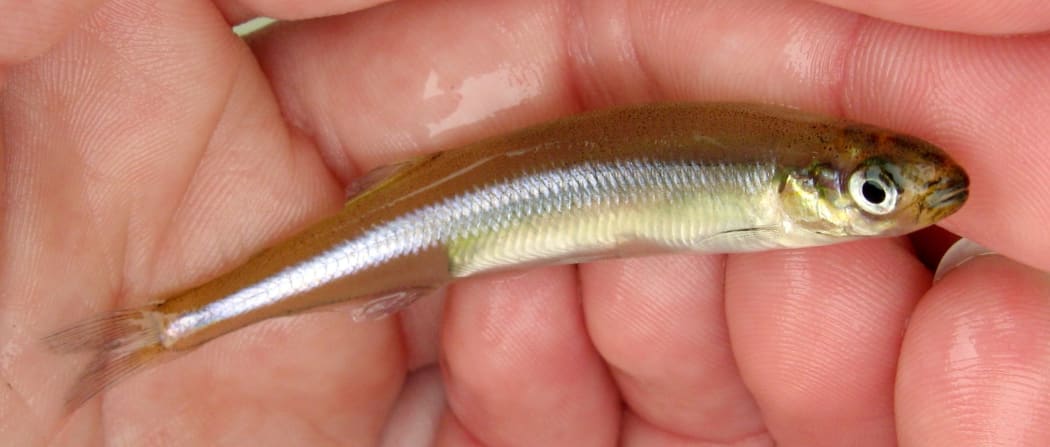 Common smelt