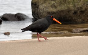 Variable oystercatcher