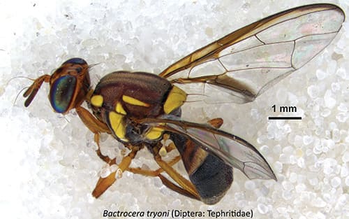 Queensland fruit fly.