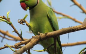 Rose ringed parakeet