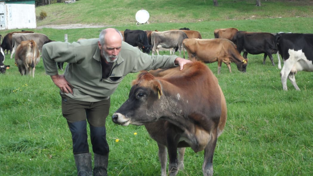 Gavin Hogarth and Daisy at Bella Vacca farm in Kawakawa