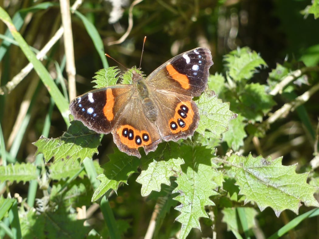 Ongaonga is not all bad news. The stinging nettle is the main food plant for native red admiral butterflies.