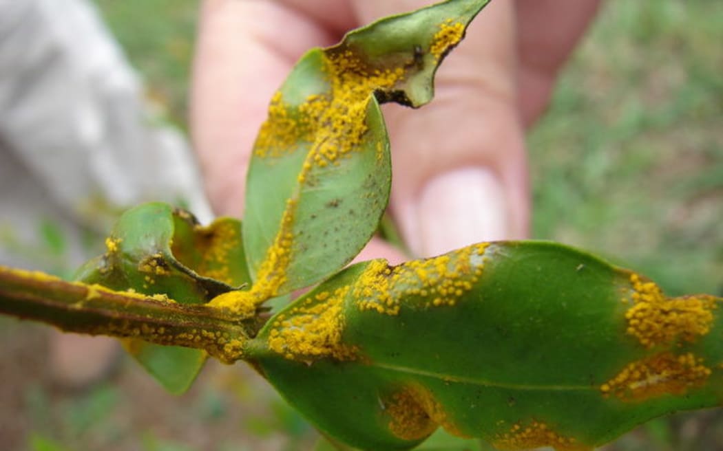 Myrtle Rust has been found in a plant nursery in Taranaki.