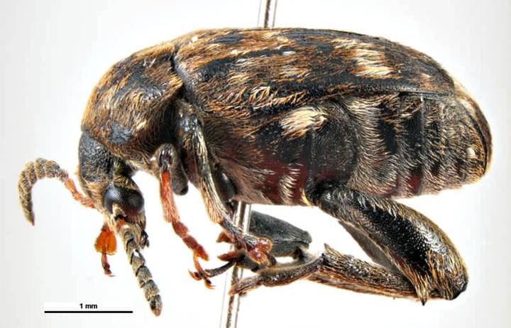 Pea weevil (Bruchus pisorum)