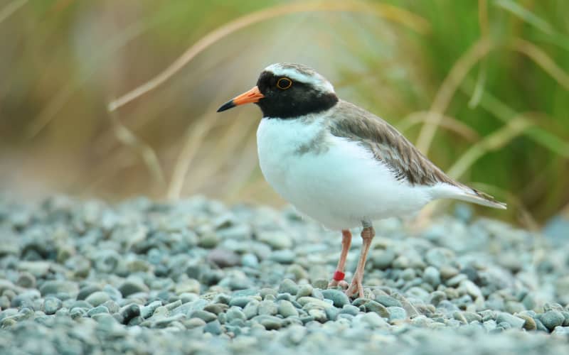 tūturuatu/ shore plover