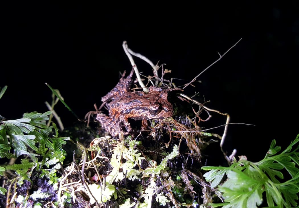 Archey's frogs hide under rocks and plants on the forest floor during the day. At night they often climb up trees and bushes in search of prey, before returning to the ground by dawn.