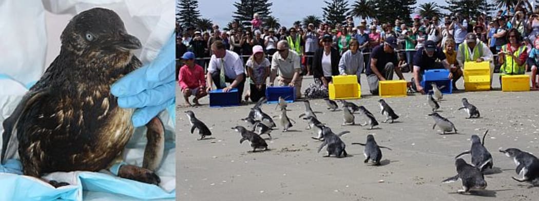 More than 400 little penguins were oiled during the Rena oil spill, and after being cleaned they were successfully returned to the wild.
