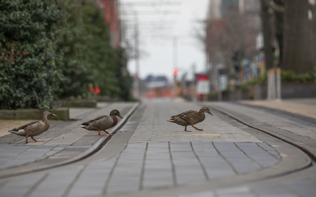 Ducks cross a tram line in Christchurch during the August 2021 lockdown.