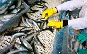 Factory worker sorting fish.