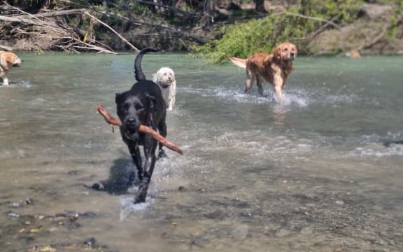 The Doggy Farmstay Boarding and Daycare