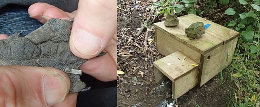 Little penguins on Matiu Somes Island have been banded with tiny web tags, on their feet. More than 300 nest boxes have been placed around the island and are well used.