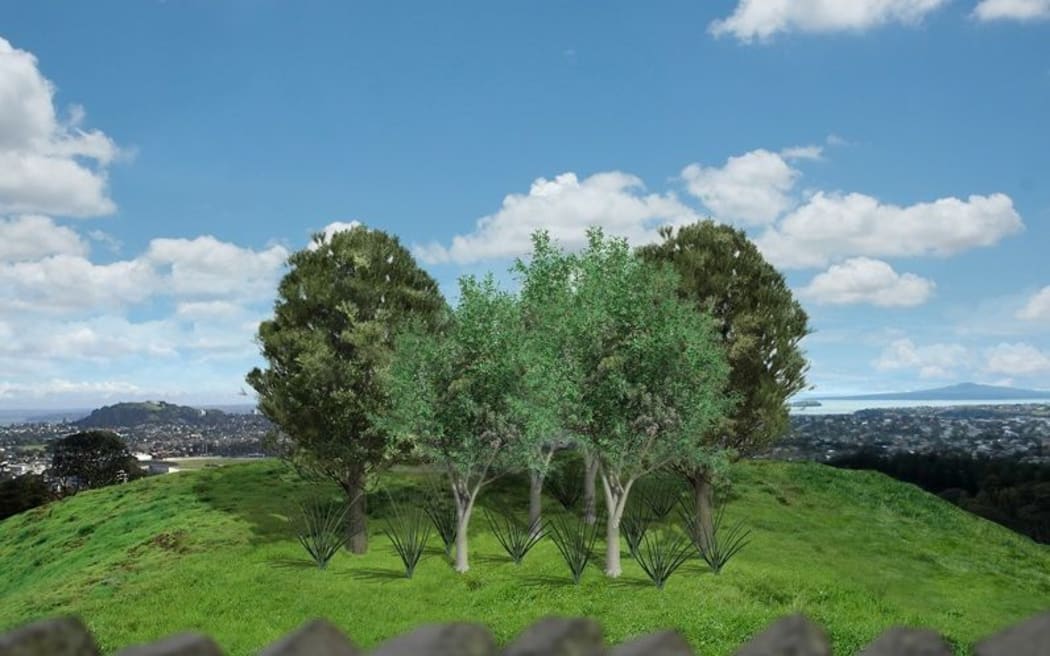 Year five: The grove of three tōtara and six pohutukawa with kiekie. The shelter planting is no longer required.