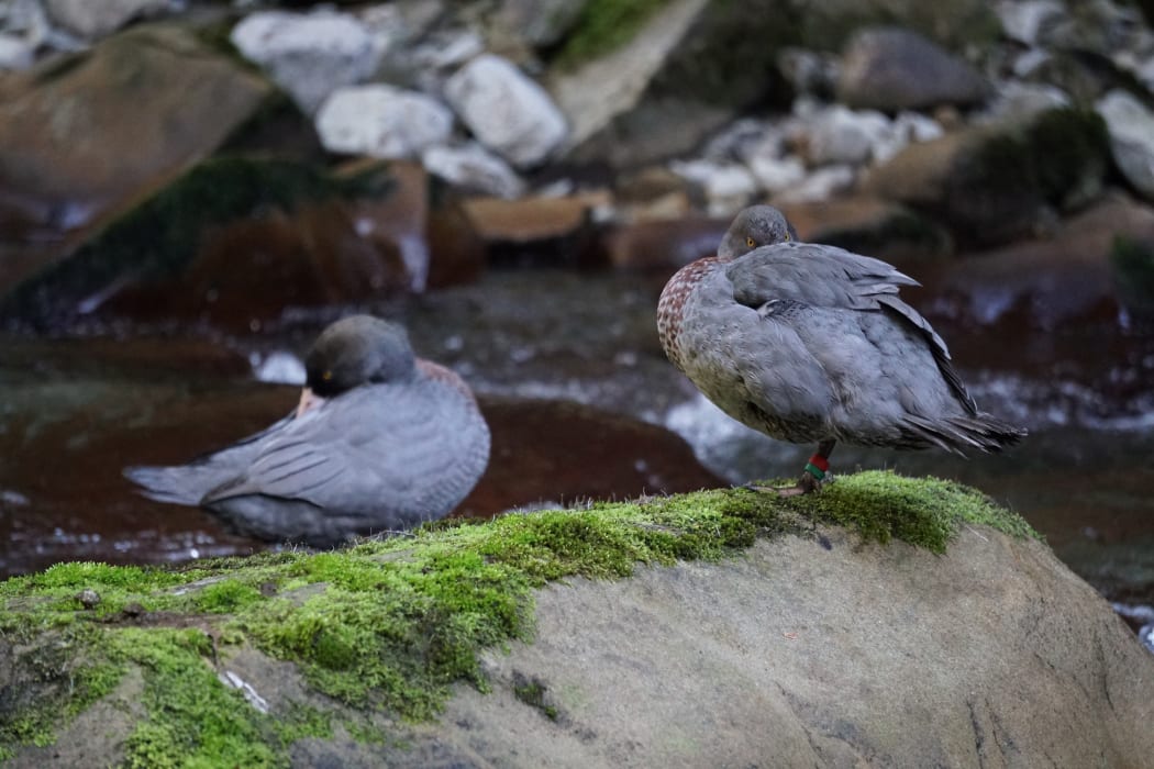 Tūmanako with her mate Tarn