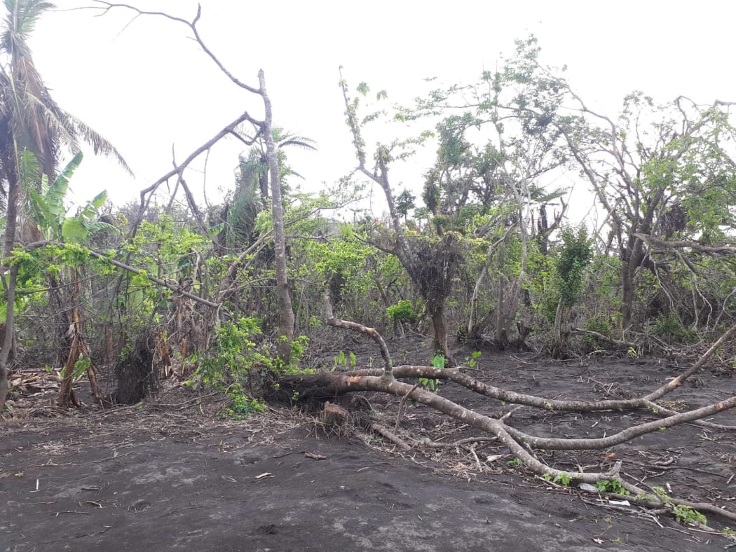 Volcanic ashfall in Ambae forest.