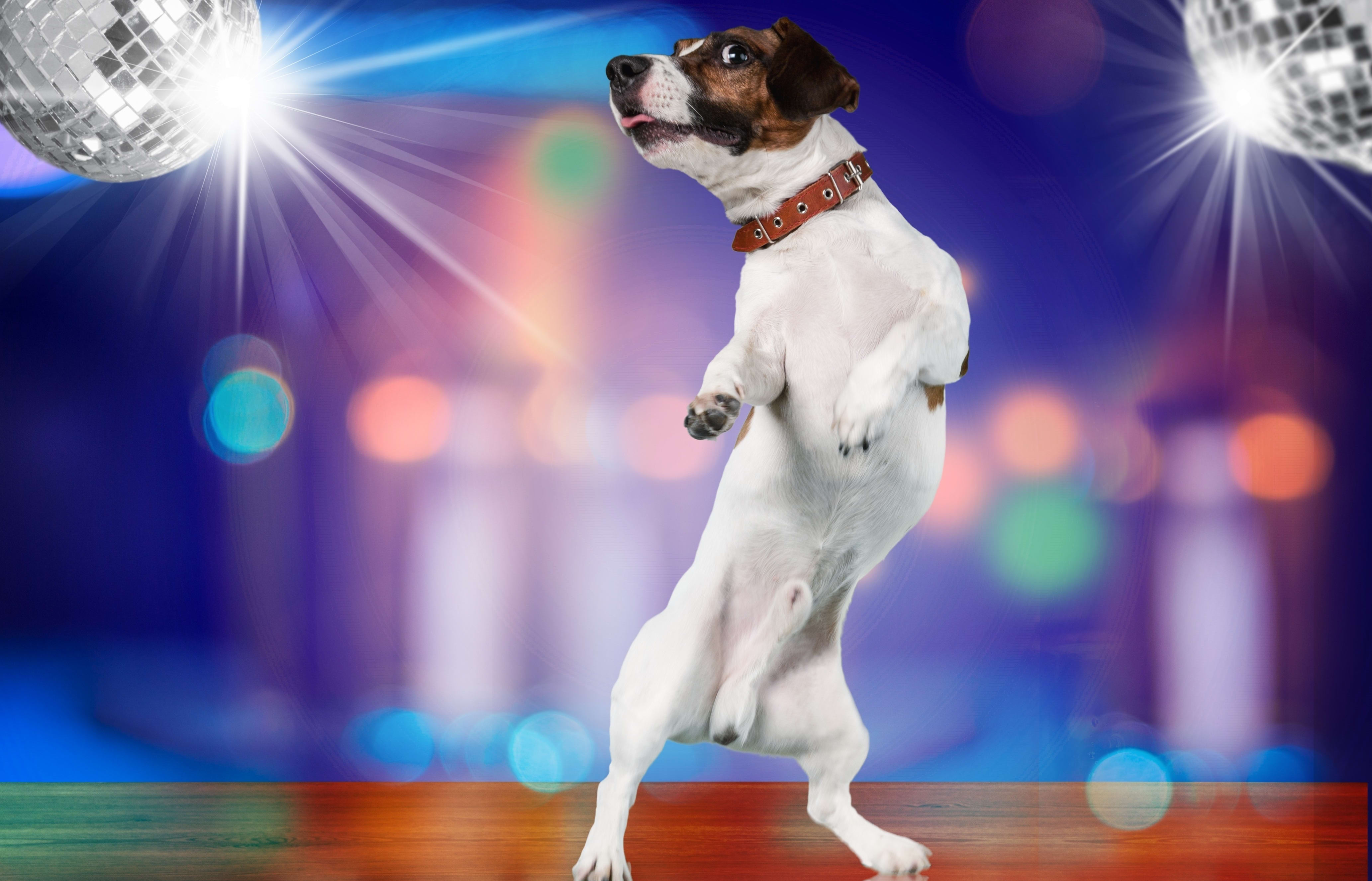 Dog christmas new arrivals song