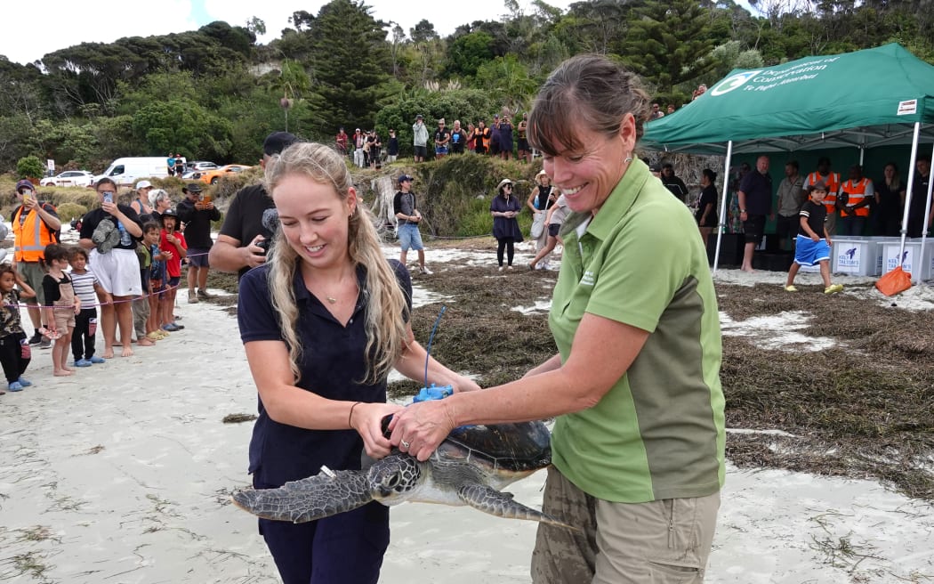 Kelly Tarlton’s aquarist Bella Jansen and DOC senior marine science advisor Karen Middlemiss return one of the turtles to the sea.