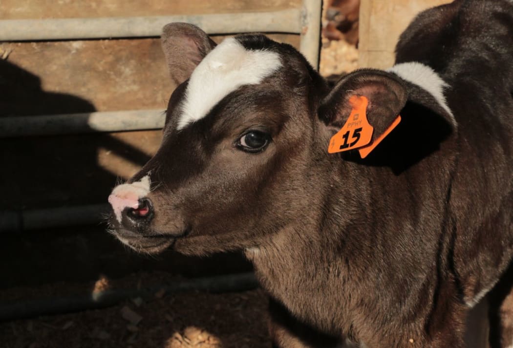 A calf on the Macfarlane's farm.