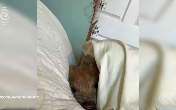 This little piggie went to see the council in Whangarei