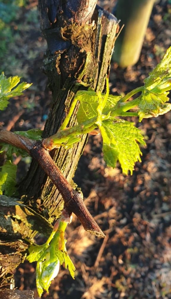 Damage to the vines evident this morning after the hailstorm.