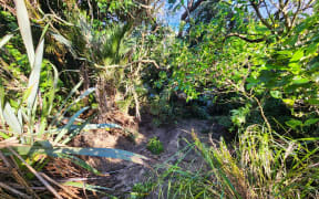 The latest landslip to hit Muriwai.