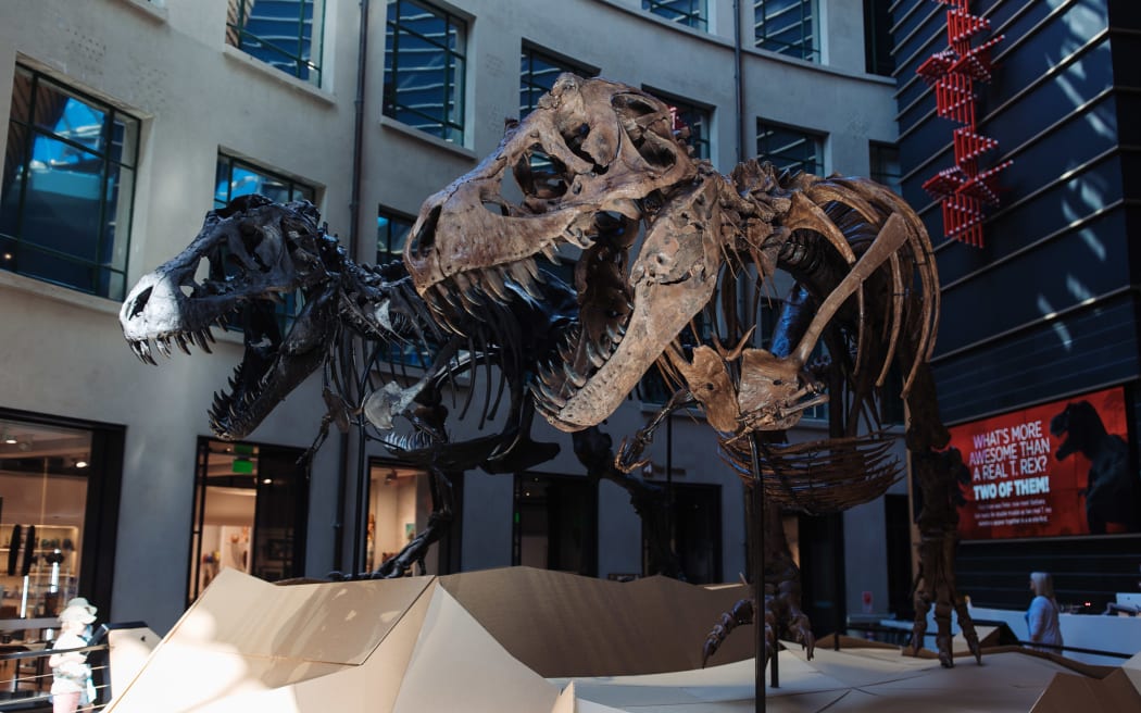 A pair of T. rex skeletons on display in the museum foyer. Their impressively toothy skulls are open as if roaring.