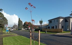 Liquidambar in Youngs Rd in Auckland