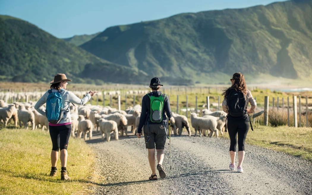 The walk takes in coastal tracks as well as hill country and native bush, with a chance to see how the farm operates along the way