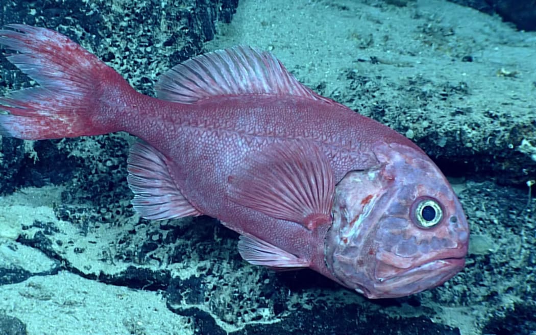 Orange Roughy