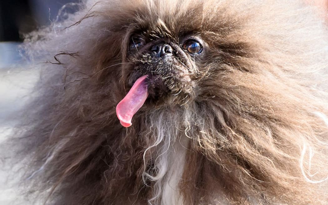 Wild Thang, a Pekingese dog, competes during the annual World's Ugliest Dog contest at the Sonoma-Marin Fair in Petaluma, California, on June 21, 2024. Wild Thang, a Pekingese dog who had already entered the competition four times, finally won the 34th annual World's Ugliest Dog competition and was awarded $5,000. (Photo by JOSH EDELSON / AFP)