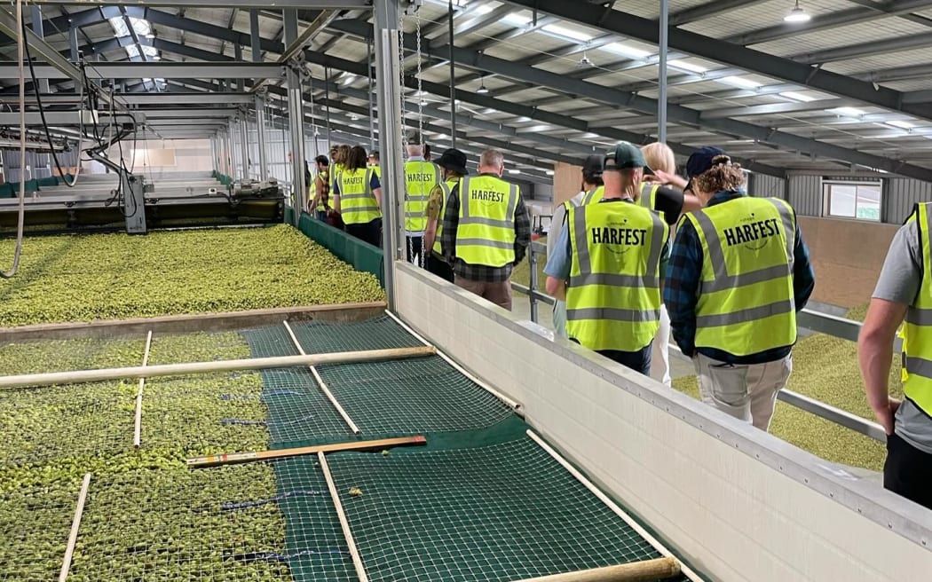 Hops from Tasman